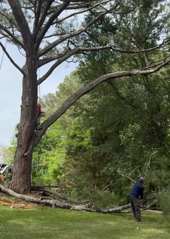 Limb lowered under rope