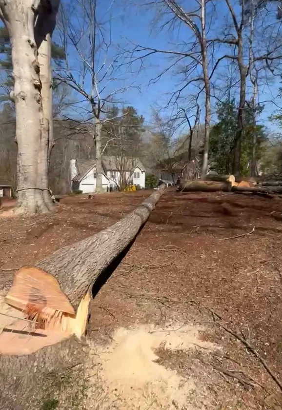 Trunk sectioned beside the house