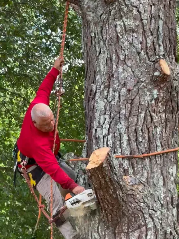 Rigging a mature trunk