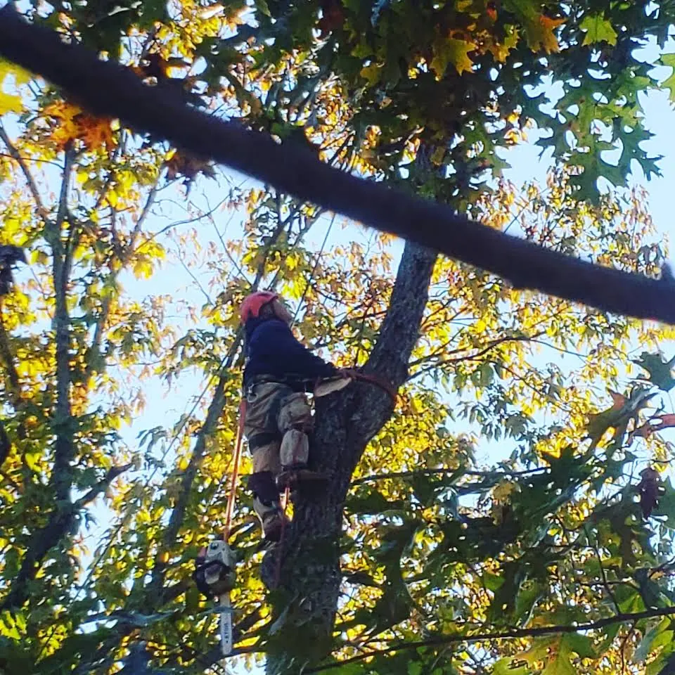 Canopy pruning